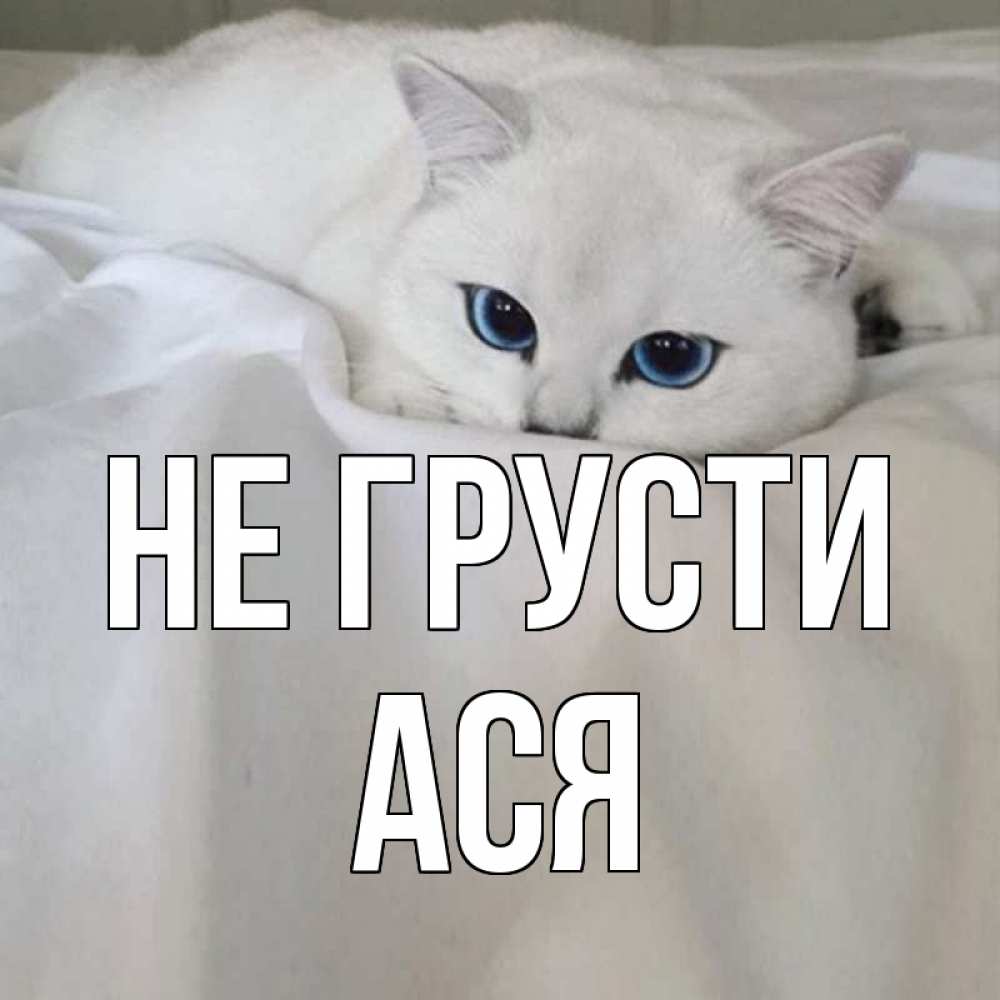 Открытка на каждый день с именем, Ася Не грусти белый кот с голубыми глазами на белоснежной кровати Прикольная открытка с пожеланием онлайн скачать бесплатно 