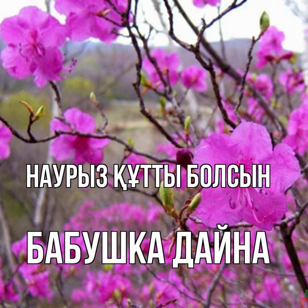 Открытка на каждый день с именем, Бабушка-Дайна Наурыз құтты болсын наурыз мейрамы кутты болсын Прикольная открытка с пожеланием онлайн скачать бесплатно 