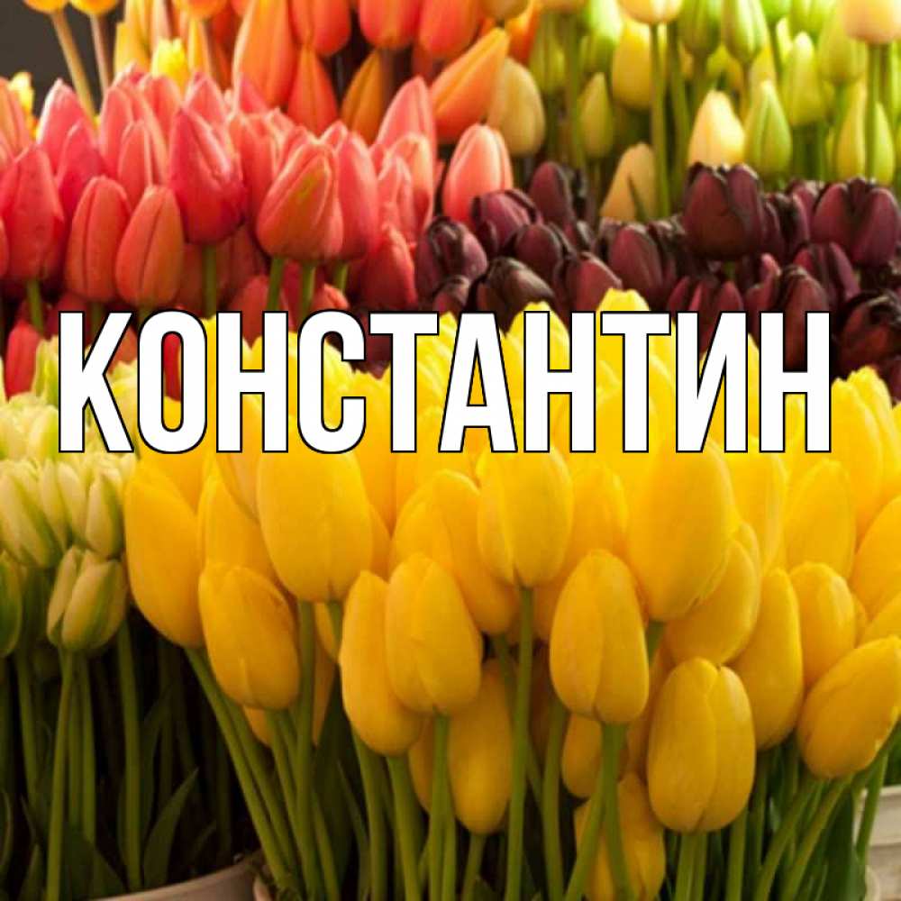 Открытка на каждый день с именем, Константин Главная цветы Прикольная открытка с пожеланием онлайн скачать бесплатно 