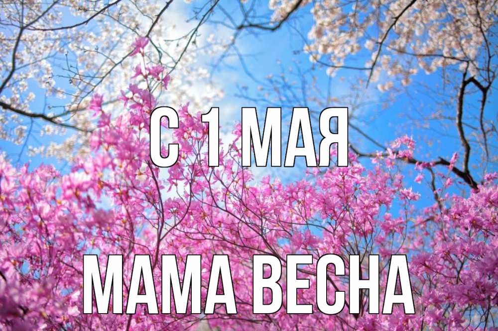 Открытка на каждый день с именем, Мама-Весна С 1 мая С 1 мая Прикольная открытка с пожеланием онлайн скачать бесплатно 