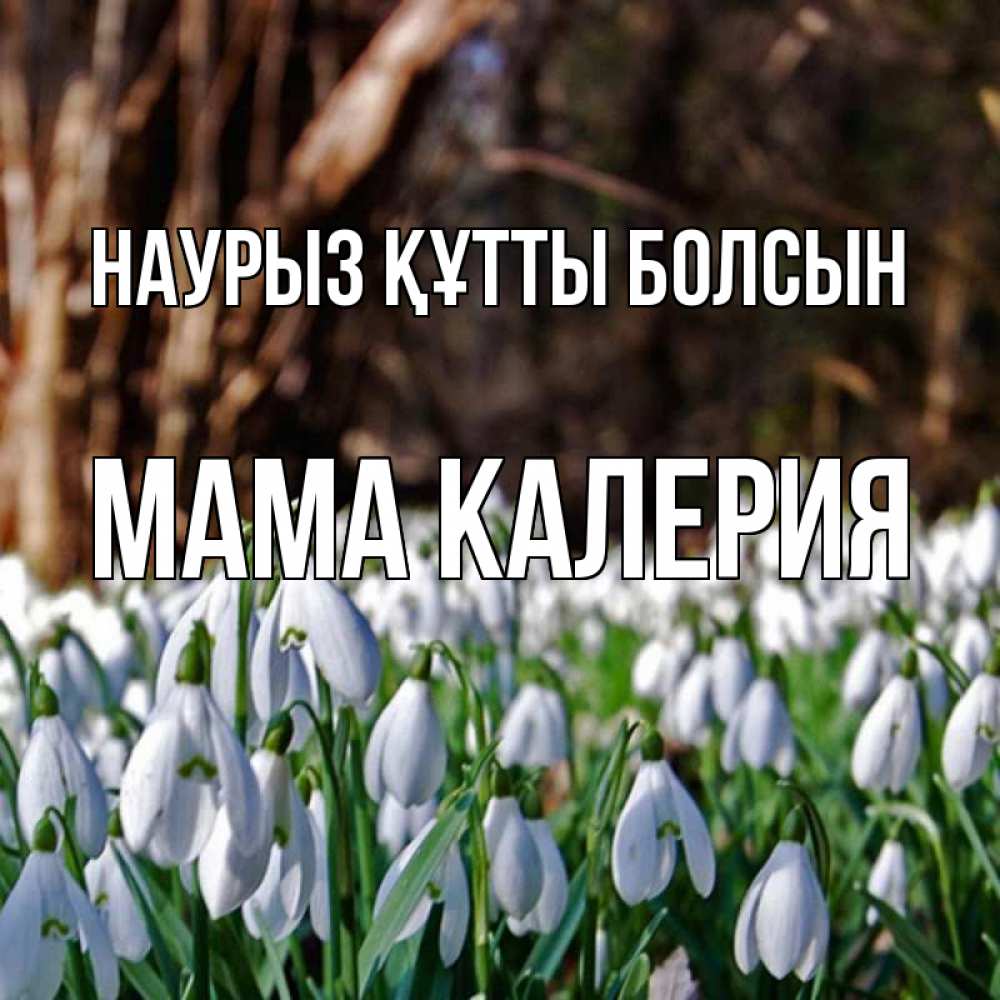 Открытка на каждый день с именем, Мама-Калерия Наурыз құтты болсын с подснежниками 1 Прикольная открытка с пожеланием онлайн скачать бесплатно 