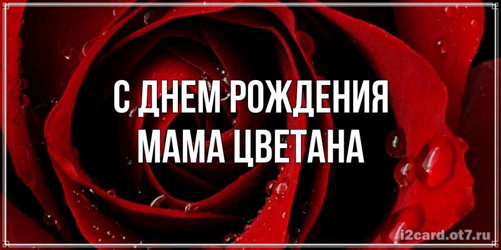 Открытка на каждый день с именем, Мама-Цветана С днем рождения крупная бордовая роза Прикольная открытка с пожеланием онлайн скачать бесплатно 