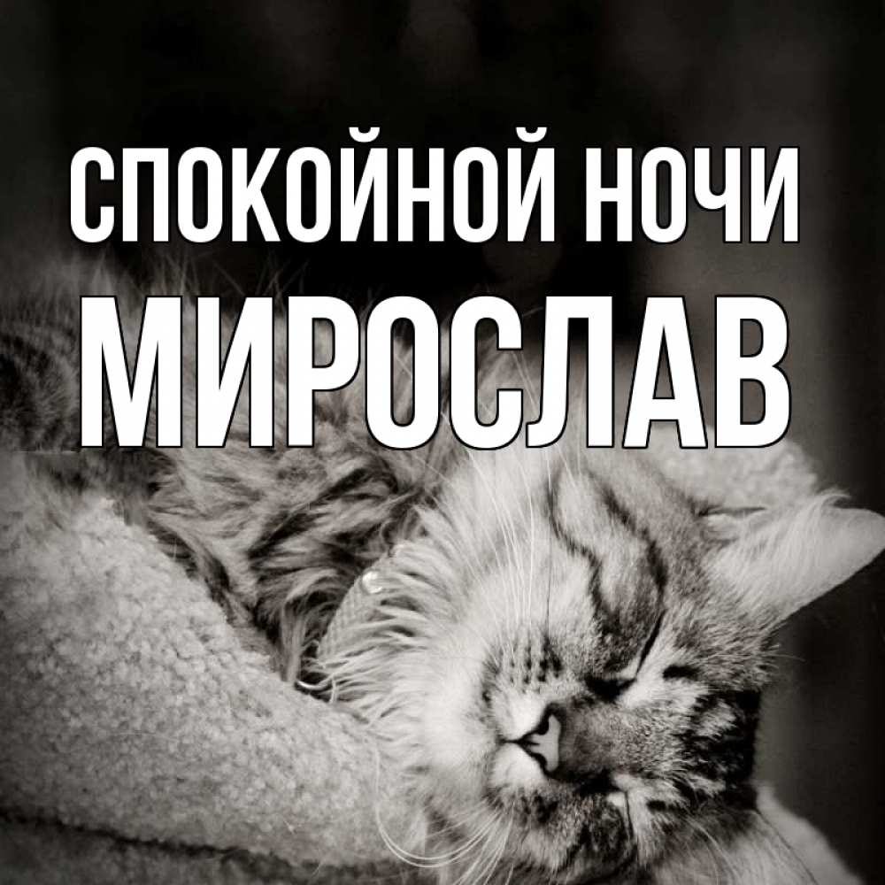 Открытка на каждый день с именем, Мирослав Спокойной ночи котярик пушистый Прикольная открытка с пожеланием онлайн скачать бесплатно 