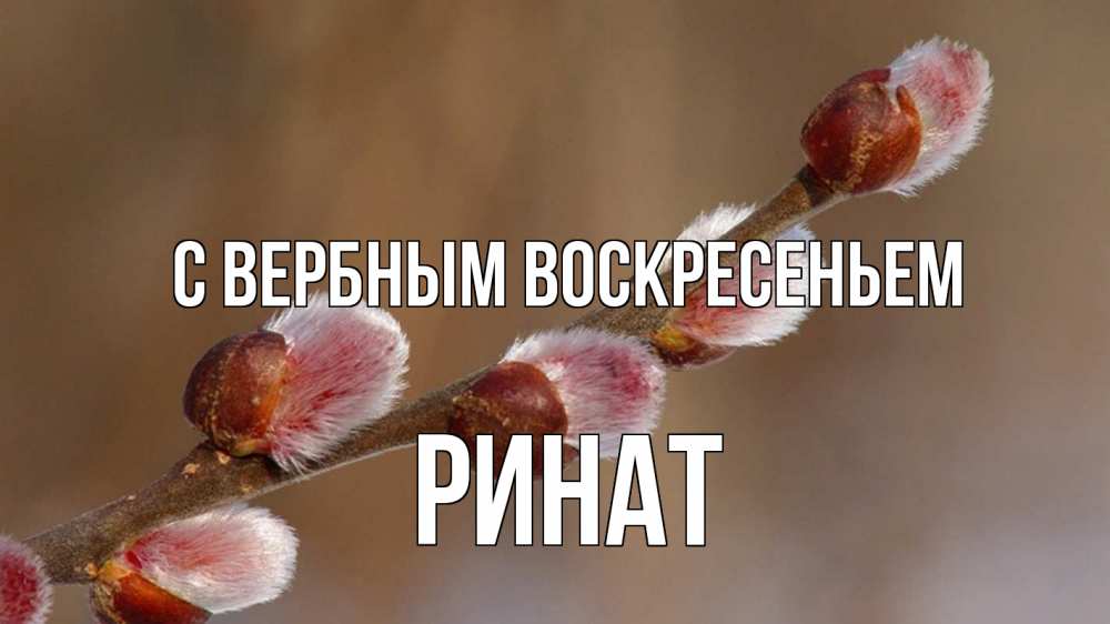 Открытка на каждый день с именем, Ринат С вербным воскресеньем верба Прикольная открытка с пожеланием онлайн скачать бесплатно 