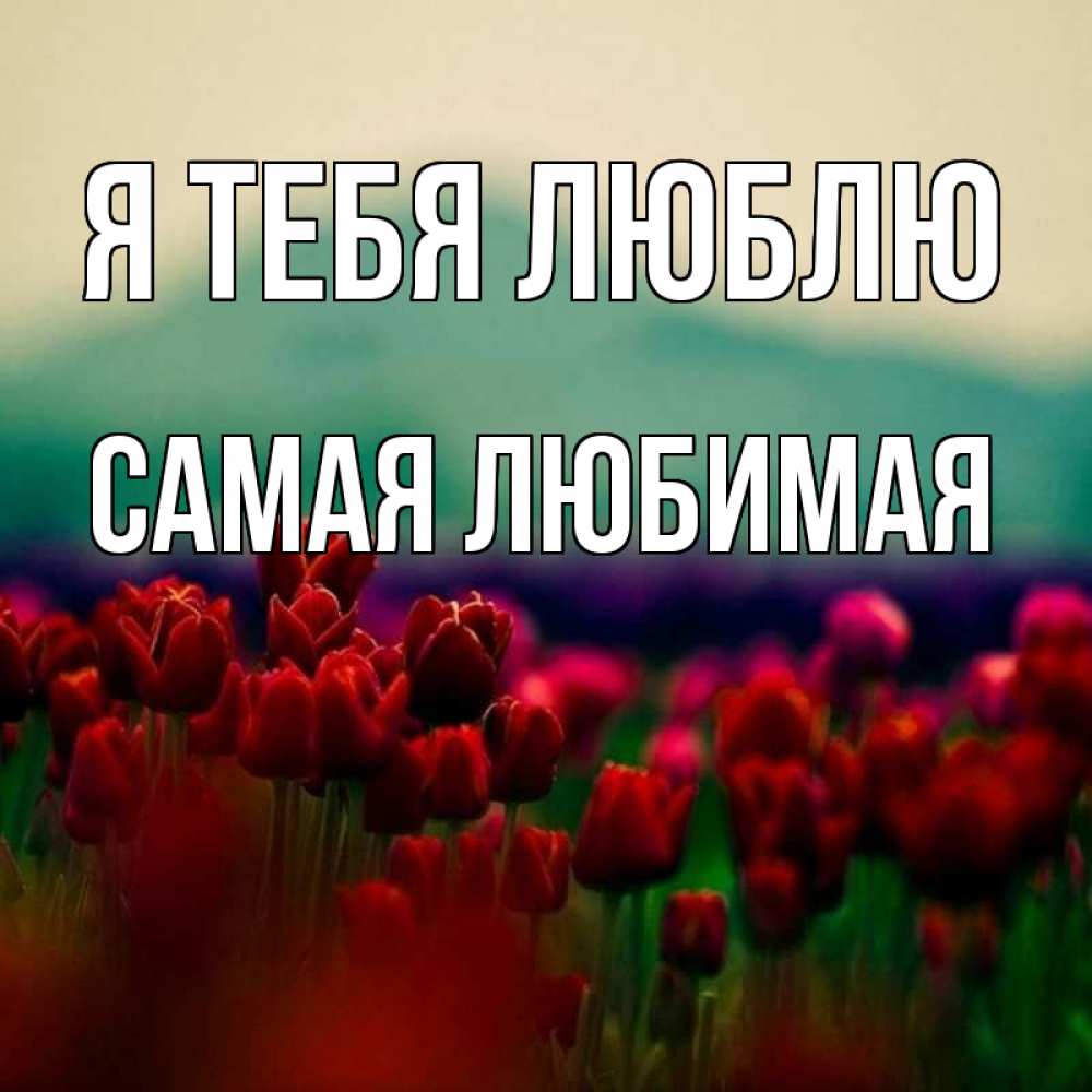 Открытка на каждый день с именем, Самая-любимая Я тебя люблю тюльпаны 4 Прикольная открытка с пожеланием онлайн скачать бесплатно 