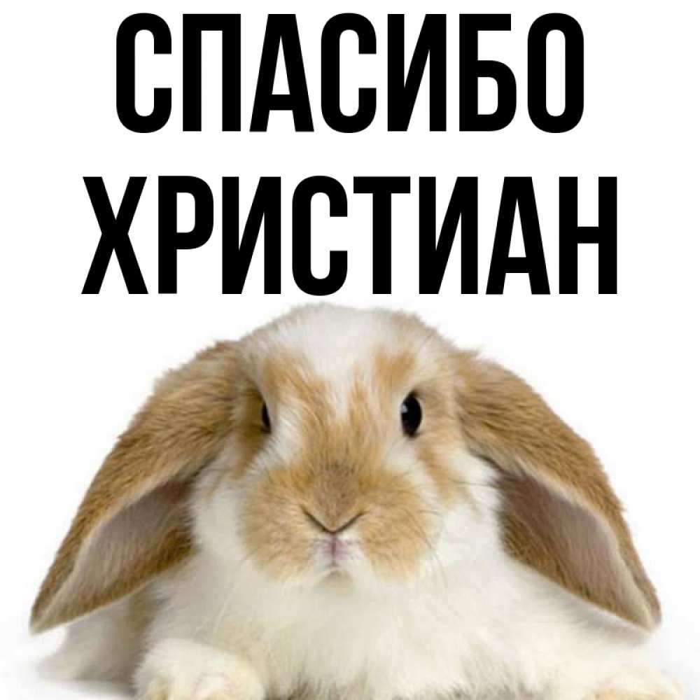 Открытка на каждый день с именем, Христиан Спасибо коричнево белый заяц Прикольная открытка с пожеланием онлайн скачать бесплатно 