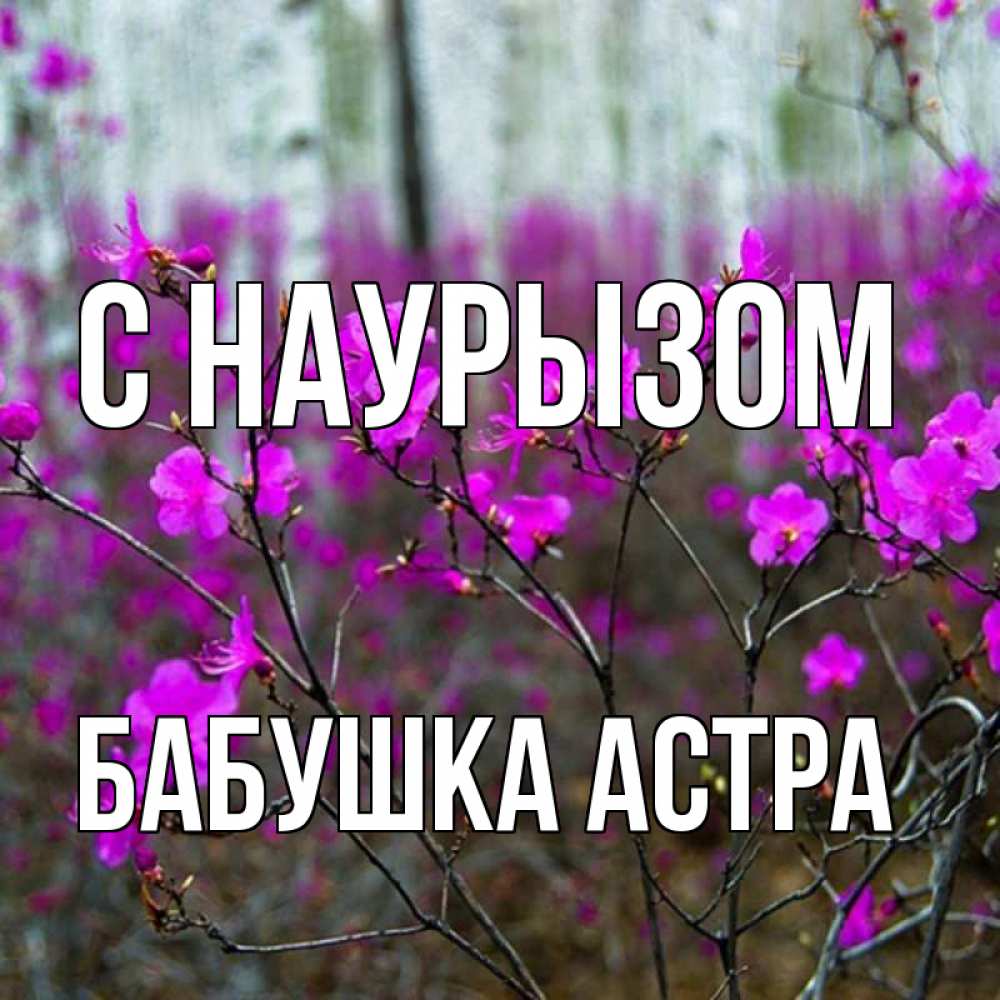 Открытка на каждый день с именем, Бабушка-Астра С наурызом дикие цветы Прикольная открытка с пожеланием онлайн скачать бесплатно 