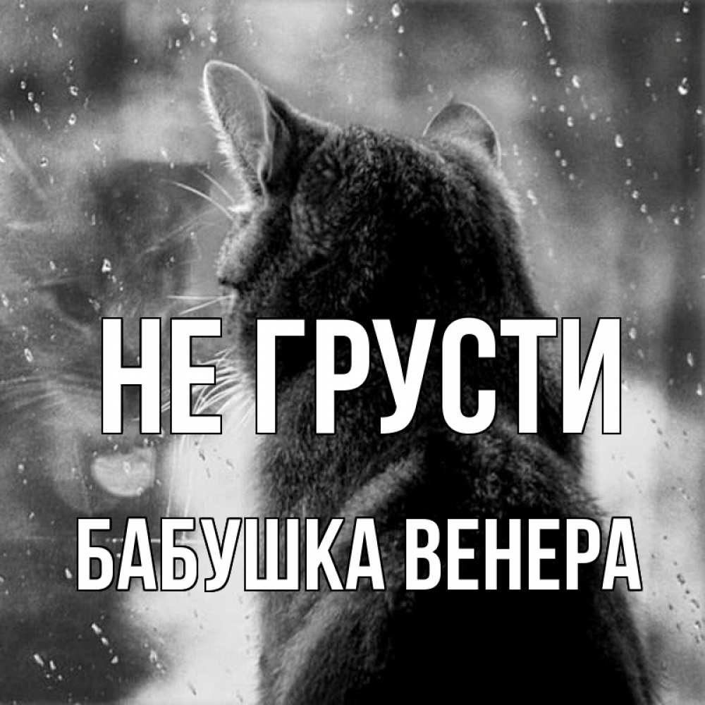 Открытка на каждый день с именем, Бабушка-Венера Не грусти отражение кота 1 Прикольная открытка с пожеланием онлайн скачать бесплатно 