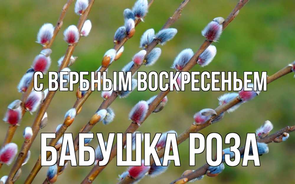 Открытка на каждый день с именем, Бабушка-Роза С вербным воскресеньем верба Прикольная открытка с пожеланием онлайн скачать бесплатно 
