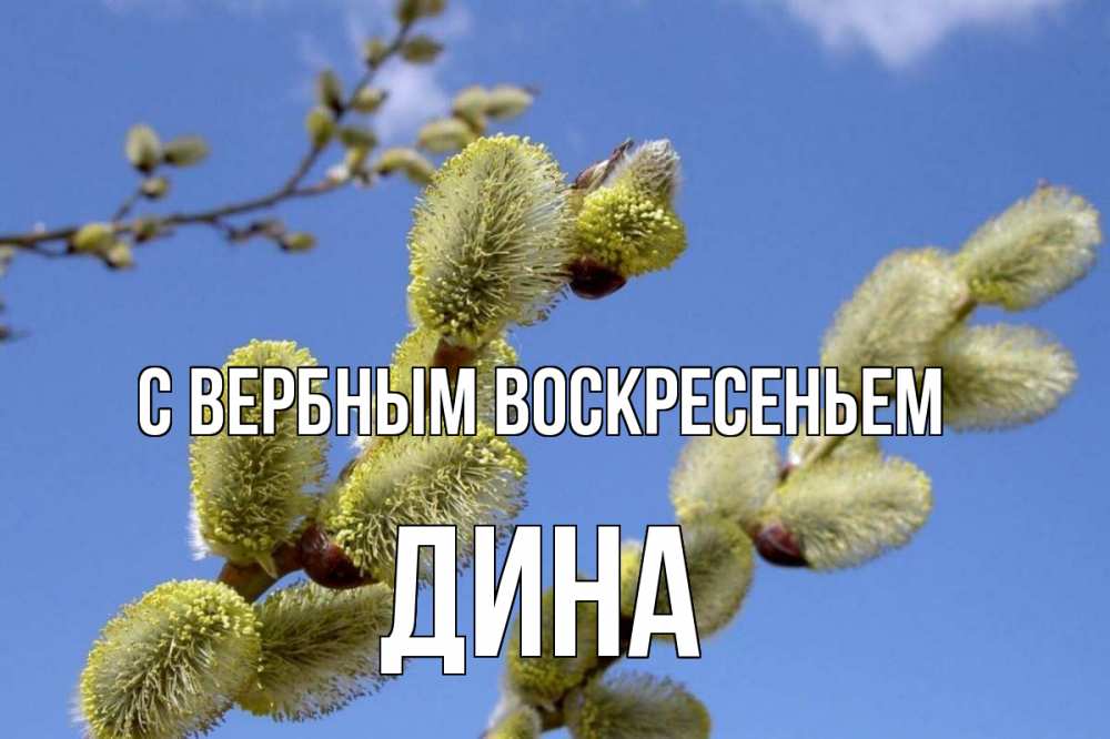 Открытка на каждый день с именем, Дина С вербным воскресеньем верба Прикольная открытка с пожеланием онлайн скачать бесплатно 