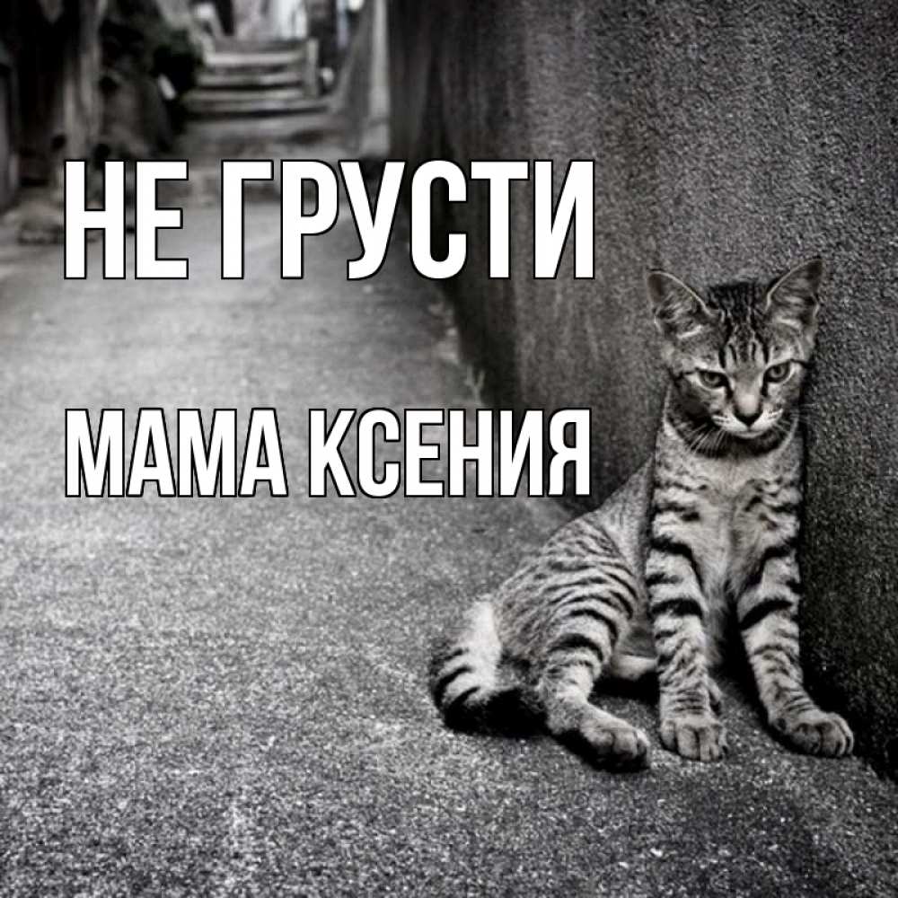 Открытка на каждый день с именем, Мама-Ксения Не грусти скучающий котик Прикольная открытка с пожеланием онлайн скачать бесплатно 