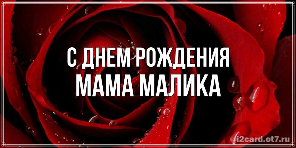Открытка на каждый день с именем, Мама-Малика С днем рождения крупная бордовая роза Прикольная открытка с пожеланием онлайн скачать бесплатно 