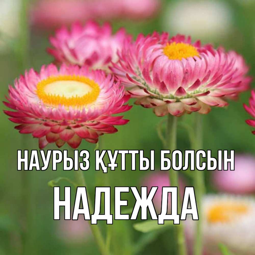 Открытка на каждый день с именем, Надежда Наурыз құтты болсын подарок на международный женский день Прикольная открытка с пожеланием онлайн скачать бесплатно 
