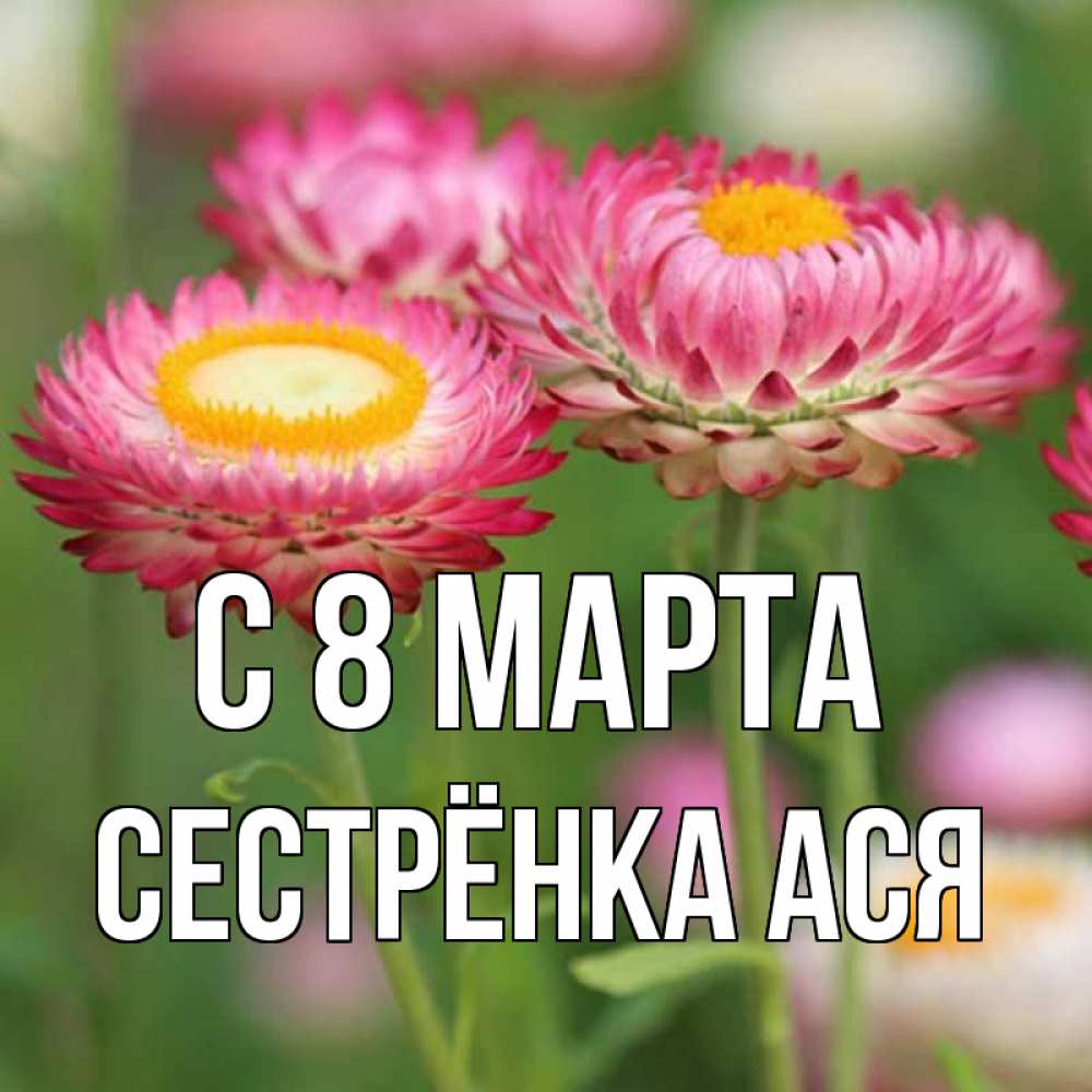 Открытка на каждый день с именем, Сестрёнка-Ася С 8 МАРТА подарок на международный женский день Прикольная открытка с пожеланием онлайн скачать бесплатно 