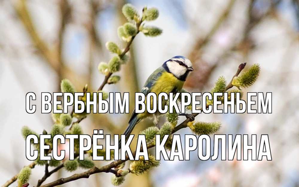 Открытка на каждый день с именем, Сестрёнка-Каролина С вербным воскресеньем верба Прикольная открытка с пожеланием онлайн скачать бесплатно 