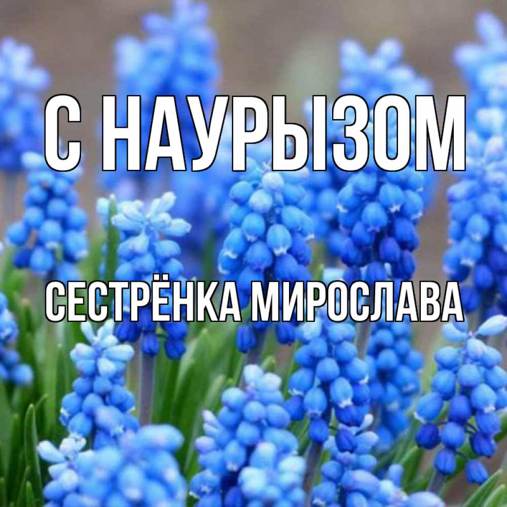 Открытка на каждый день с именем, Сестрёнка-Мирослава С наурызом Поздравительная открытка для женщин с цветами на праздничную дату Прикольная открытка с пожеланием онлайн скачать бесплатно 