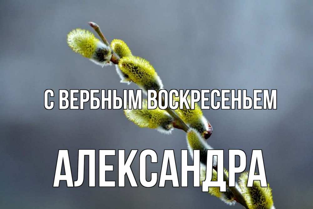 Открытка на каждый день с именем, Александра С вербным воскресеньем верба Прикольная открытка с пожеланием онлайн скачать бесплатно 