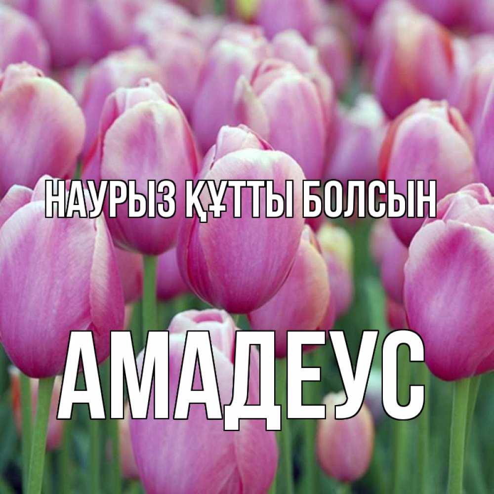 Открытка на каждый день с именем, Амадеус Наурыз құтты болсын на наурыз  день 3 Прикольная открытка с пожеланием онлайн скачать бесплатно 
