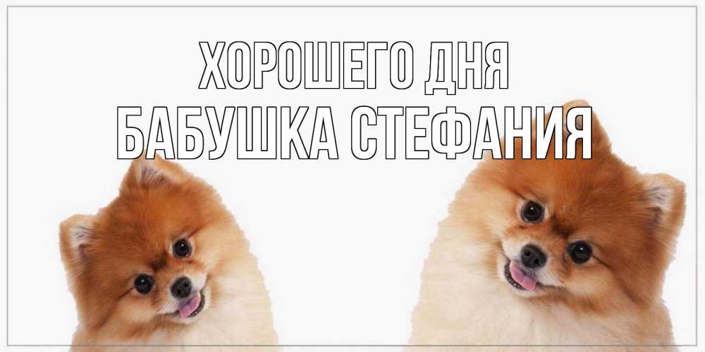 Открытка на каждый день с именем, Бабушка-Стефания Хорошего дня собачки желают прекрасного дня Прикольная открытка с пожеланием онлайн скачать бесплатно 