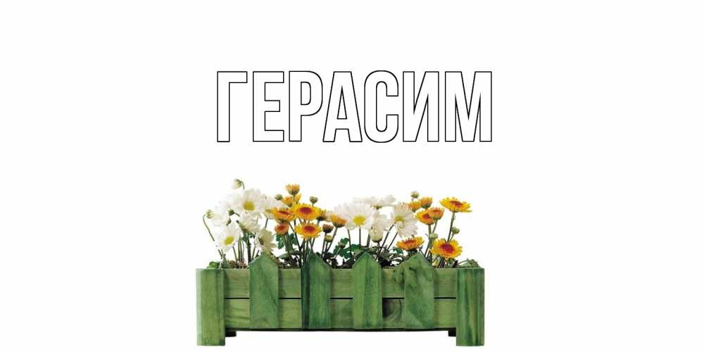 Открытка на каждый день с именем, Герасим Главная цветы Прикольная открытка с пожеланием онлайн скачать бесплатно 