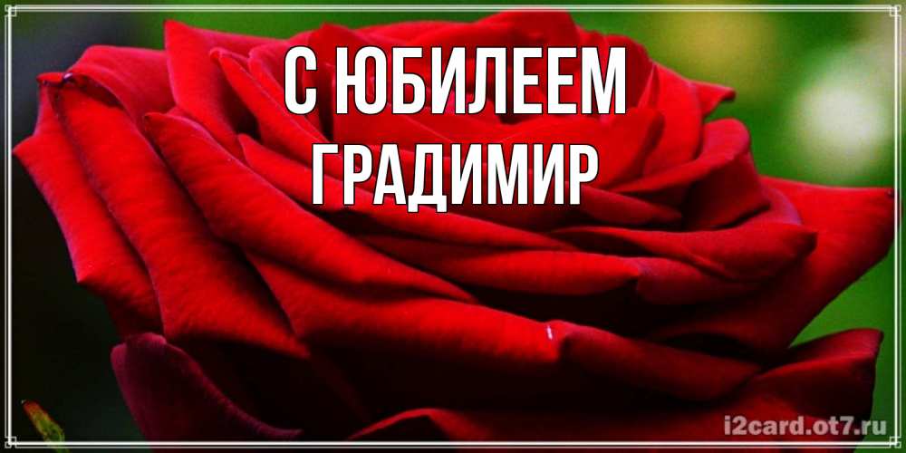 Открытка на каждый день с именем, Градимир С юбилеем розочка очень красивая Прикольная открытка с пожеланием онлайн скачать бесплатно 