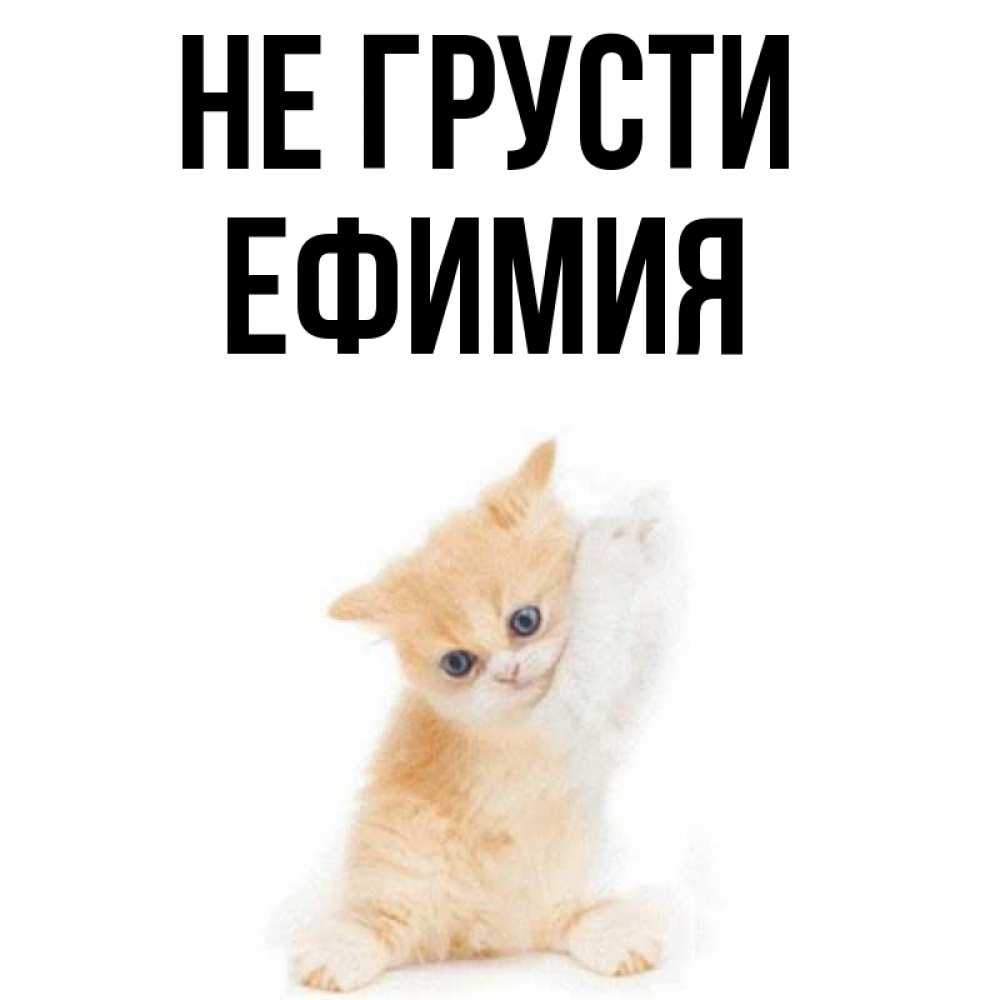 Открытка на каждый день с именем, Ефимия Не грусти просящий кот Прикольная открытка с пожеланием онлайн скачать бесплатно 