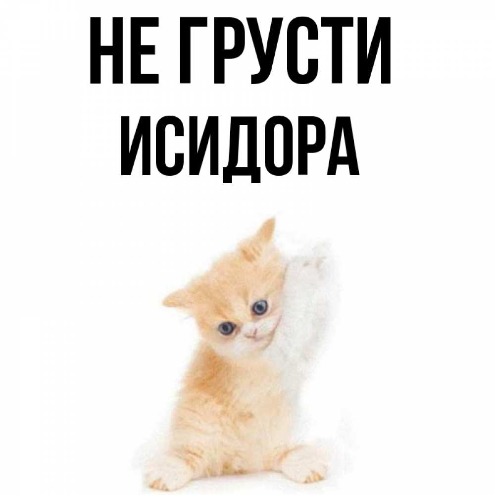 Открытка на каждый день с именем, Исидора Не грусти просящий кот Прикольная открытка с пожеланием онлайн скачать бесплатно 