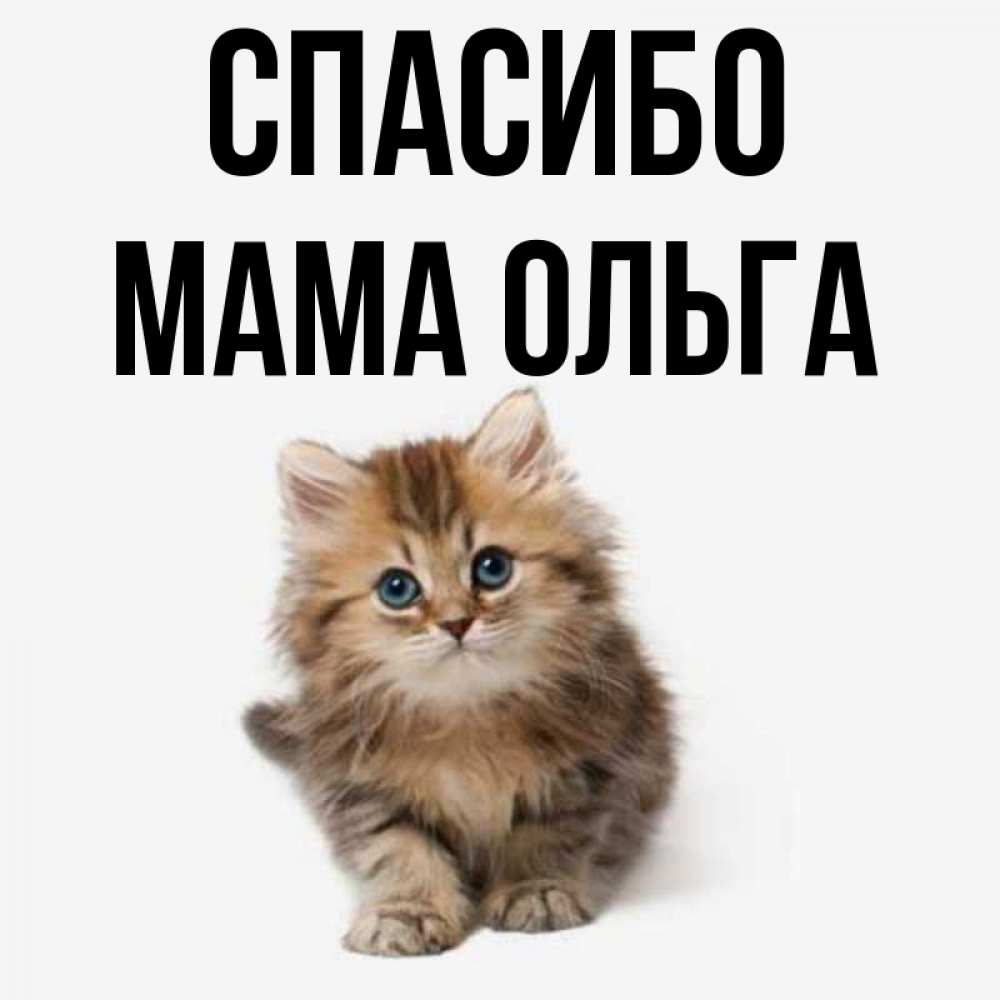 Открытка на каждый день с именем, Мама-Ольга Спасибо пушистый котик Прикольная открытка с пожеланием онлайн скачать бесплатно 