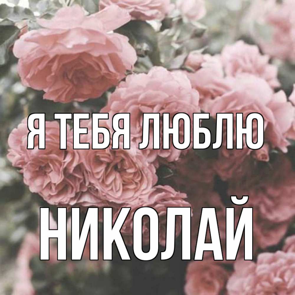 Открытка на каждый день с именем, Николай Я тебя люблю розы 3 Прикольная открытка с пожеланием онлайн скачать бесплатно 