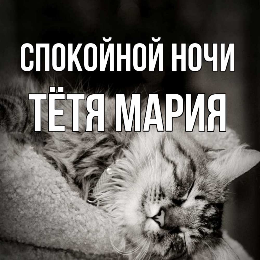Открытка на каждый день с именем, Тётя-Мария Спокойной ночи котярик пушистый Прикольная открытка с пожеланием онлайн скачать бесплатно 
