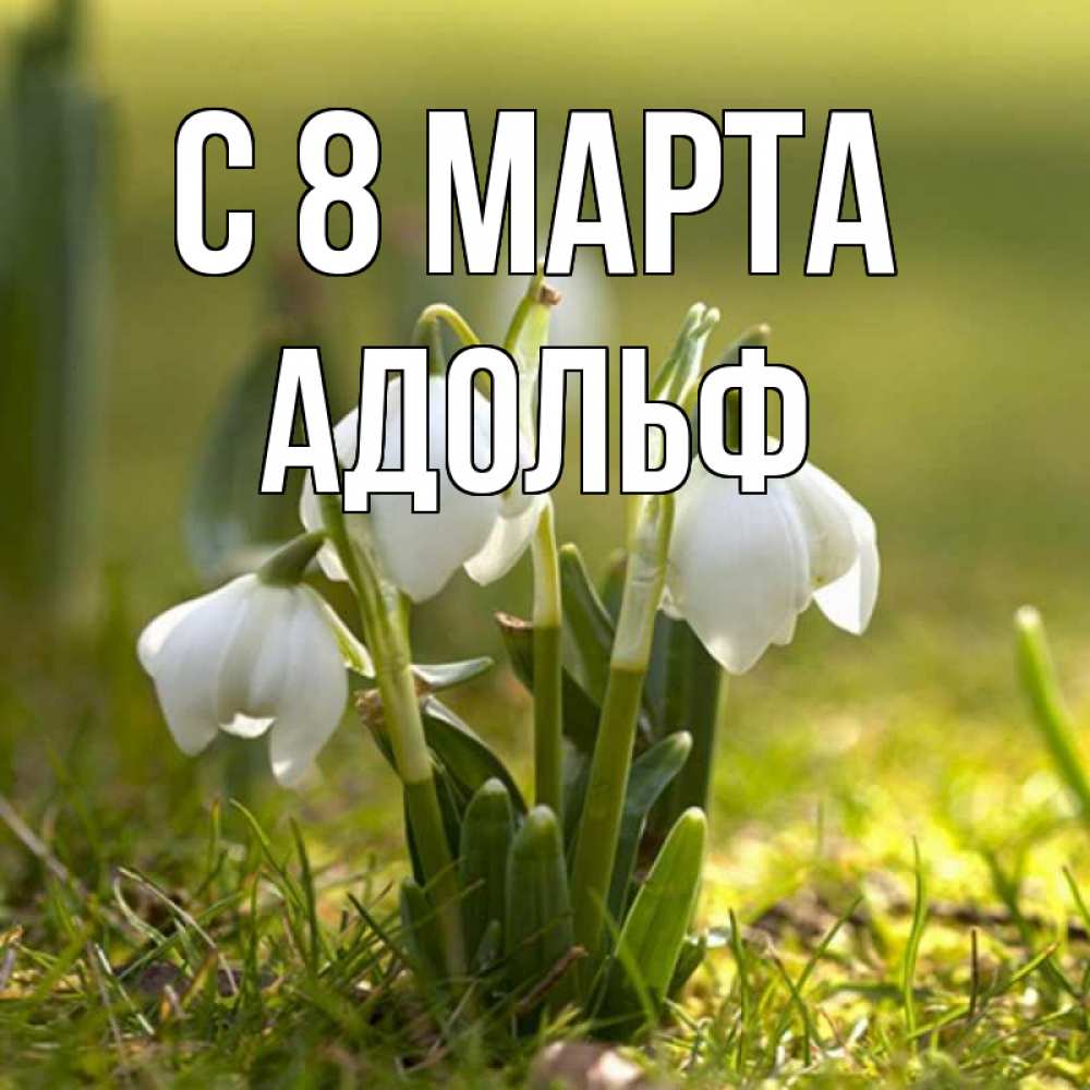 Открытка на каждый день с именем, Адольф С 8 МАРТА ранние цветы 2 Прикольная открытка с пожеланием онлайн скачать бесплатно 