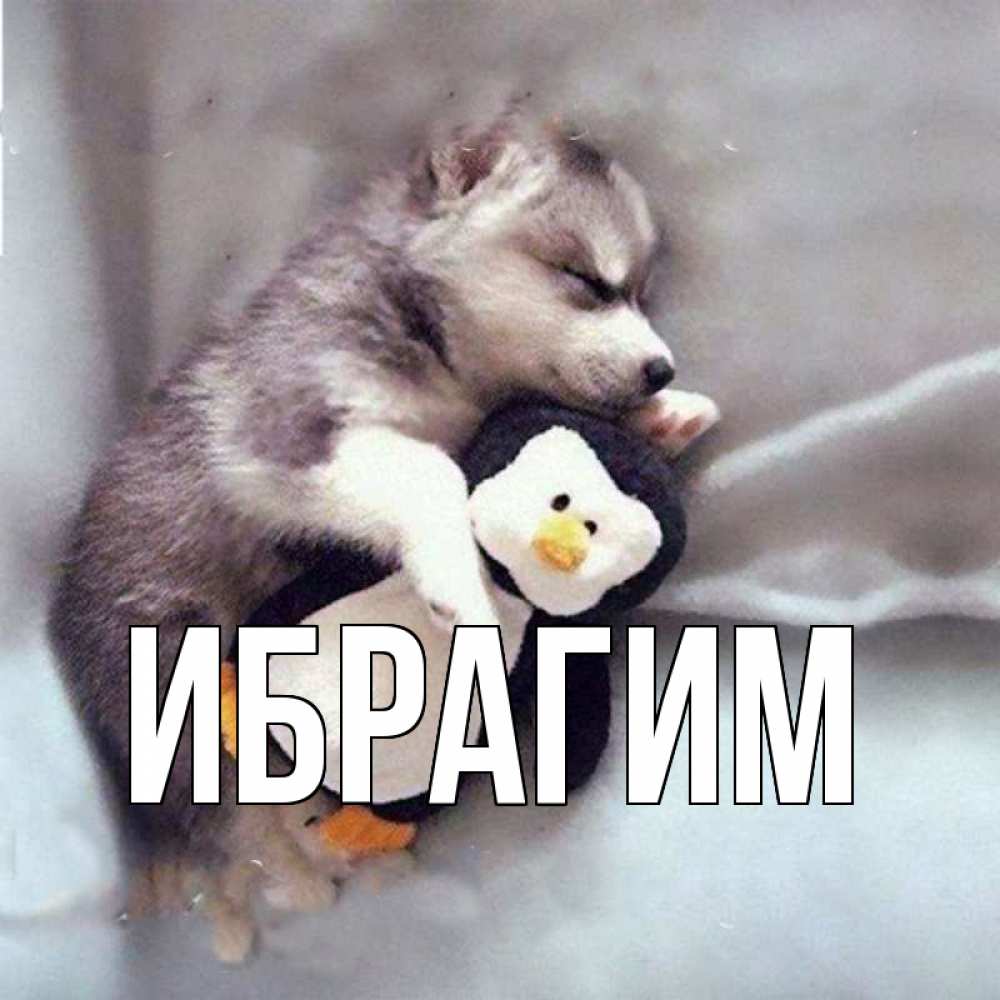 Открытка на каждый день с именем, Ибрагим Главная обнимашки щенка и пингвина Прикольная открытка с пожеланием онлайн скачать бесплатно 