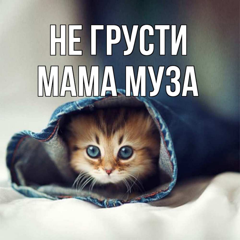 Открытка на каждый день с именем, Мама-Муза Не грусти кот в одежде Прикольная открытка с пожеланием онлайн скачать бесплатно 