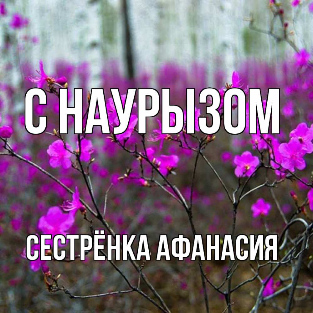 Открытка на каждый день с именем, Сестрёнка-Афанасия С наурызом дикие цветы Прикольная открытка с пожеланием онлайн скачать бесплатно 