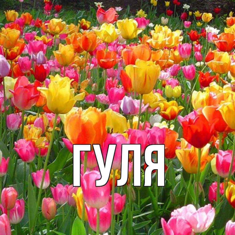 Открытка на каждый день с именем, Гуля Главная на международный женский день Прикольная открытка с пожеланием онлайн скачать бесплатно 