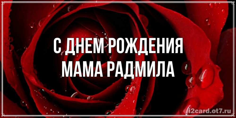 Открытка на каждый день с именем, Мама-Радмила С днем рождения крупная бордовая роза Прикольная открытка с пожеланием онлайн скачать бесплатно 