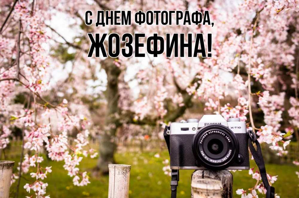 Открытка на каждый день с именем, Жозефина С днем фотографа сирень с днем фотографа, фотоаппарат Прикольная открытка с пожеланием онлайн скачать бесплатно 