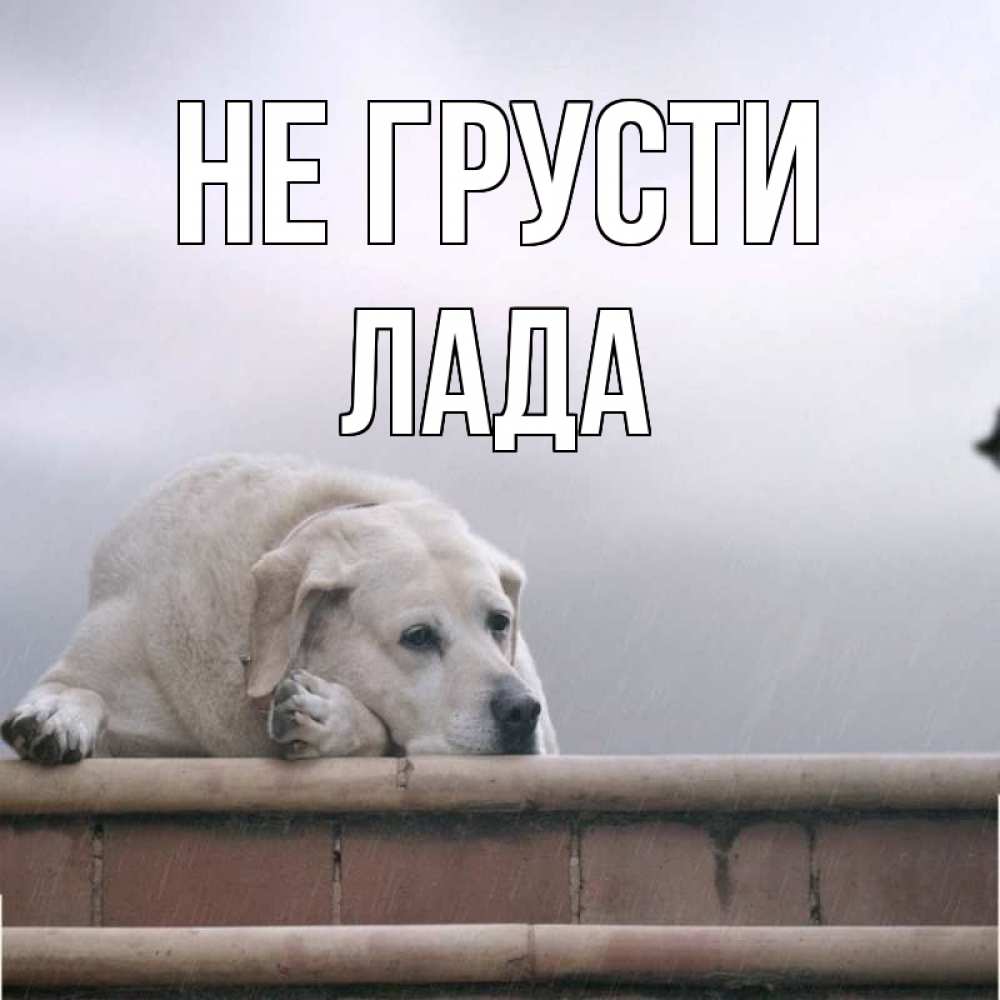 Открытка на каждый день с именем, Лада Не грусти белый пес 1 Прикольная открытка с пожеланием онлайн скачать бесплатно 