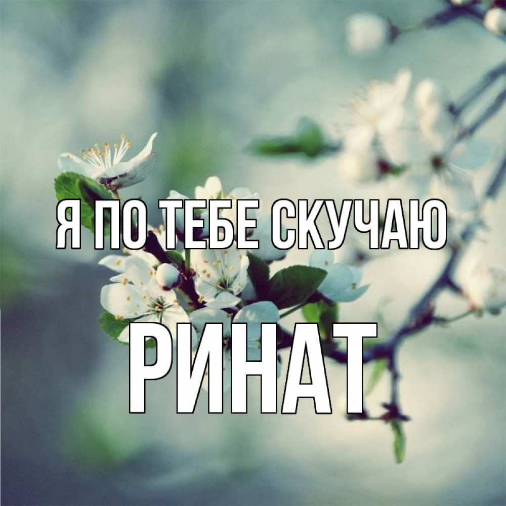 Открытка на каждый день с именем, Ринат Я по тебе скучаю весна Прикольная открытка с пожеланием онлайн скачать бесплатно 