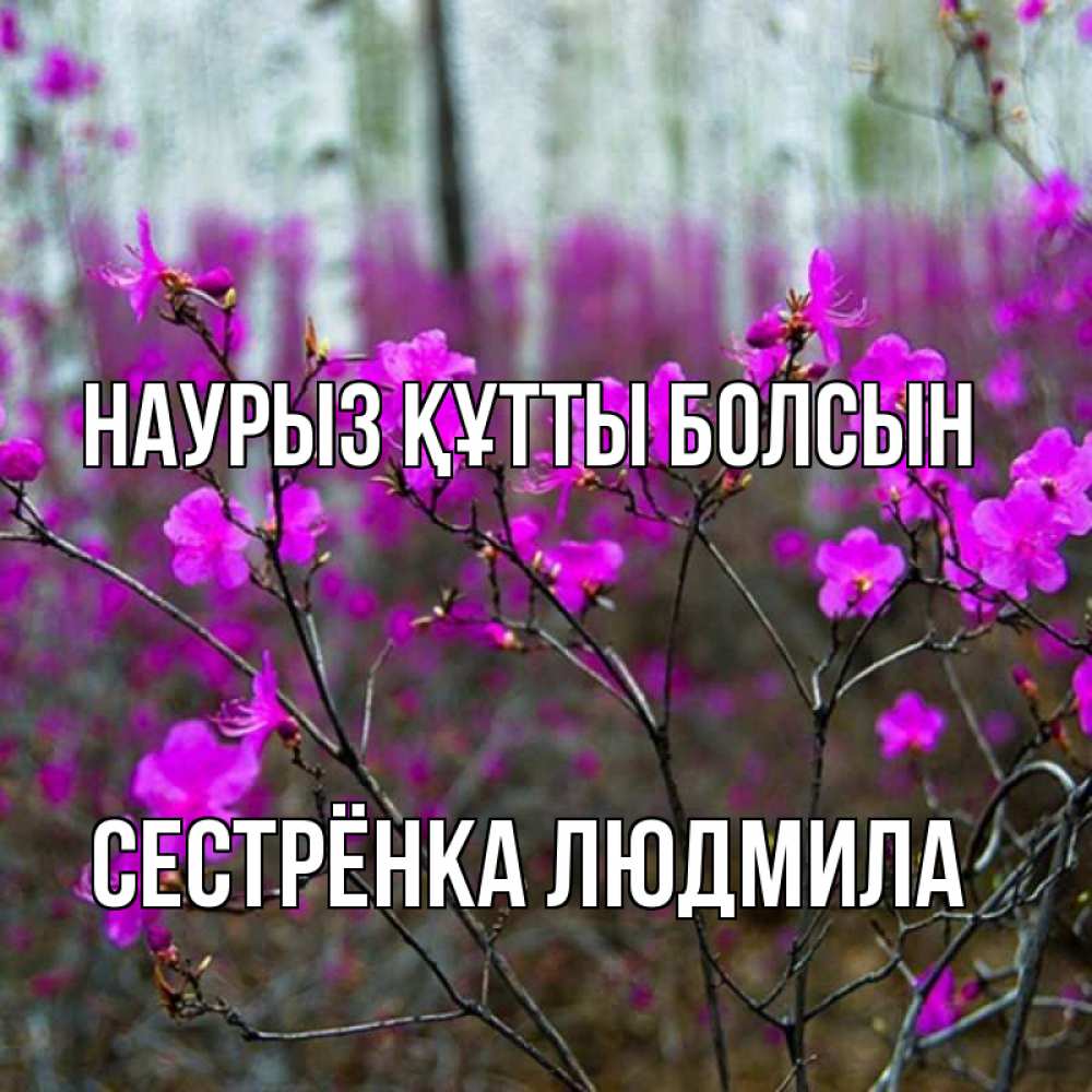 Открытка на каждый день с именем, Сестрёнка-Людмила Наурыз құтты болсын дикие цветы Прикольная открытка с пожеланием онлайн скачать бесплатно 