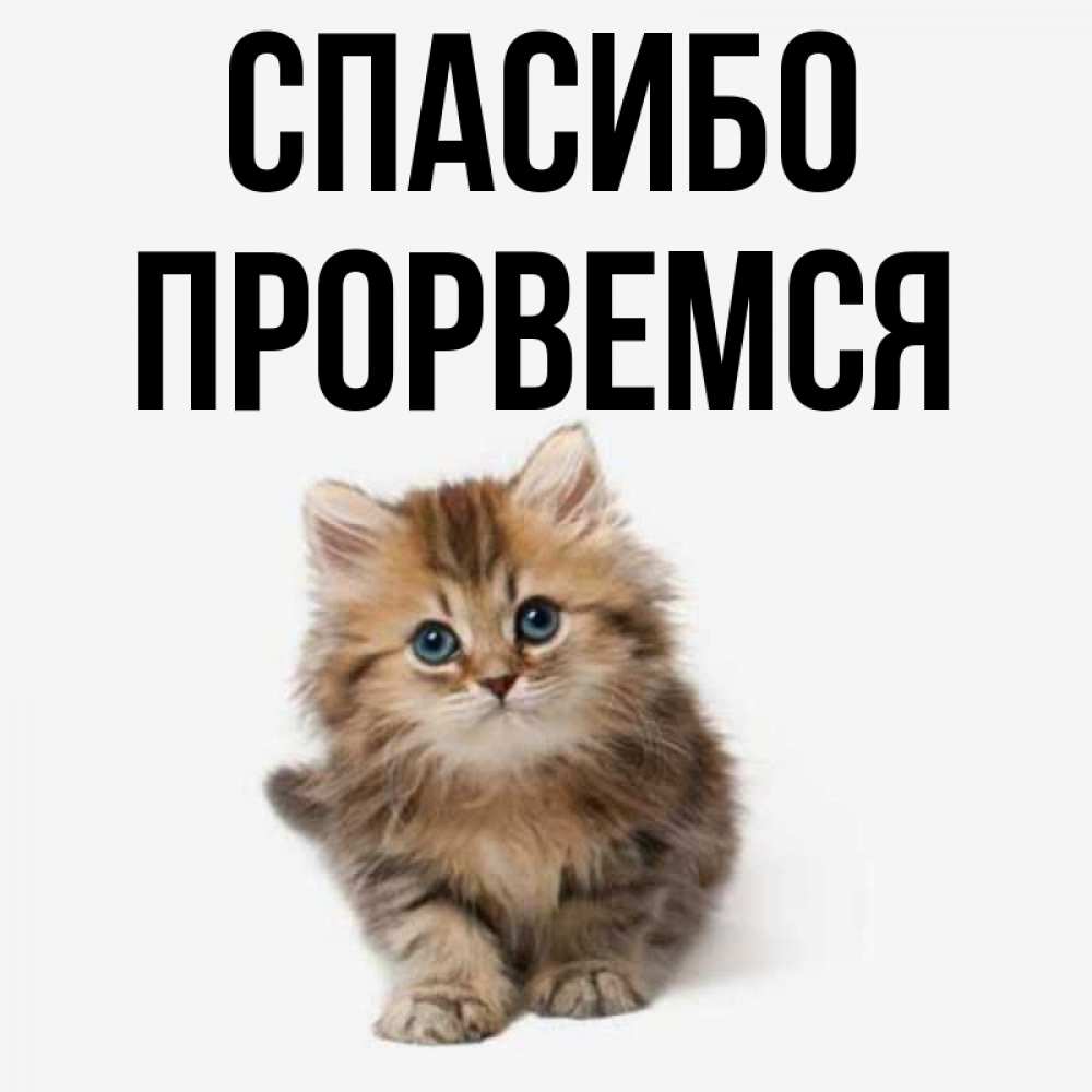 Прорвемся картинки прикольные с надписями