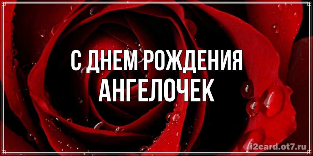 Открытка на каждый день с именем, Ангелочек С днем рождения крупная бордовая роза Прикольная открытка с пожеланием онлайн скачать бесплатно 