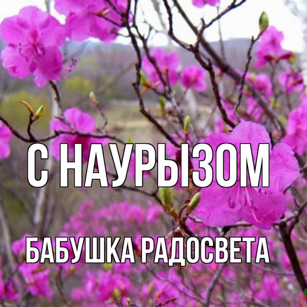 Открытка на каждый день с именем, Бабушка-Радосвета С наурызом праздник весны наурыз Прикольная открытка с пожеланием онлайн скачать бесплатно 
