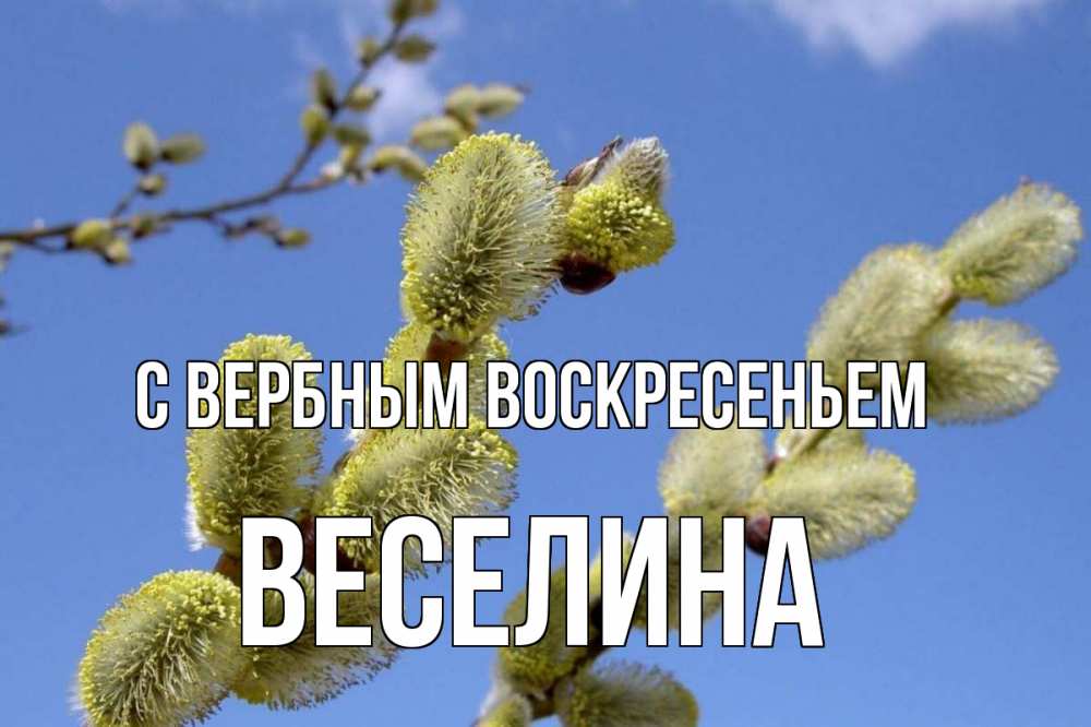 Открытка на каждый день с именем, Веселина С вербным воскресеньем верба Прикольная открытка с пожеланием онлайн скачать бесплатно 