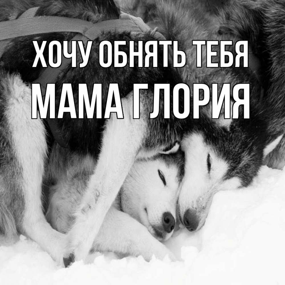 Открытка на каждый день с именем, Мама-Глория Хочу обнять тебя собачки в упряжке Прикольная открытка с пожеланием онлайн скачать бесплатно 