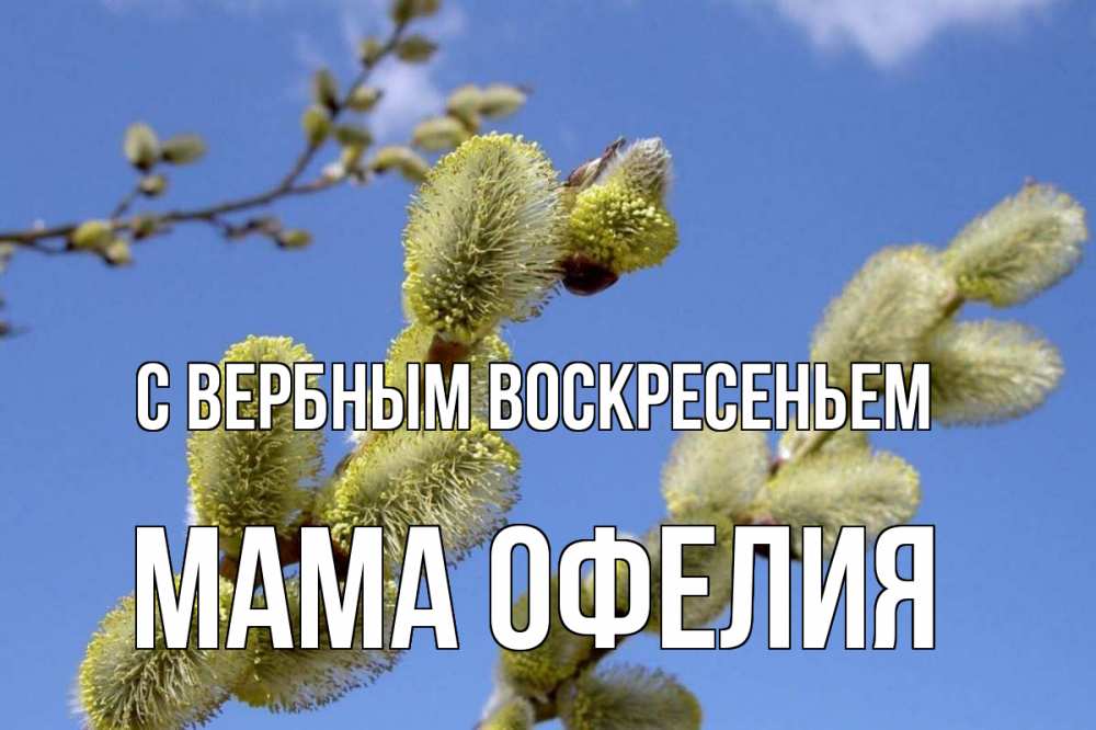 Открытка на каждый день с именем, Мама-Офелия С вербным воскресеньем верба Прикольная открытка с пожеланием онлайн скачать бесплатно 