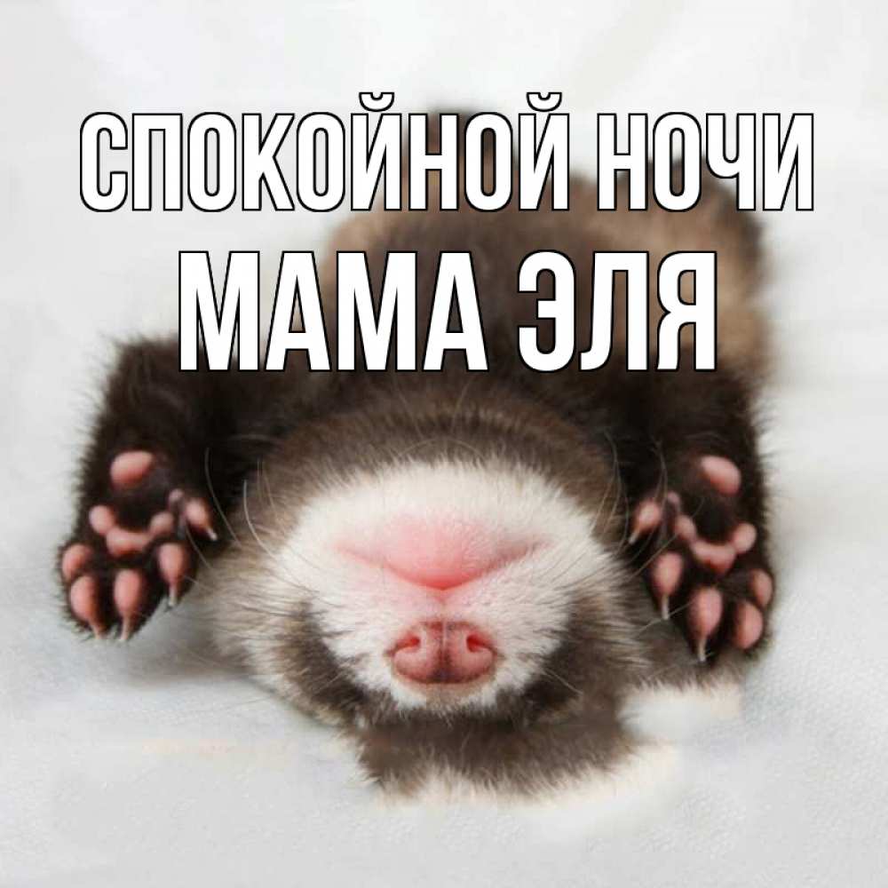 Открытка на каждый день с именем, Мама-Эля Спокойной ночи зверек Прикольная открытка с пожеланием онлайн скачать бесплатно 