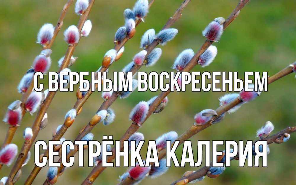 Открытка на каждый день с именем, Сестрёнка-Калерия С вербным воскресеньем верба Прикольная открытка с пожеланием онлайн скачать бесплатно 