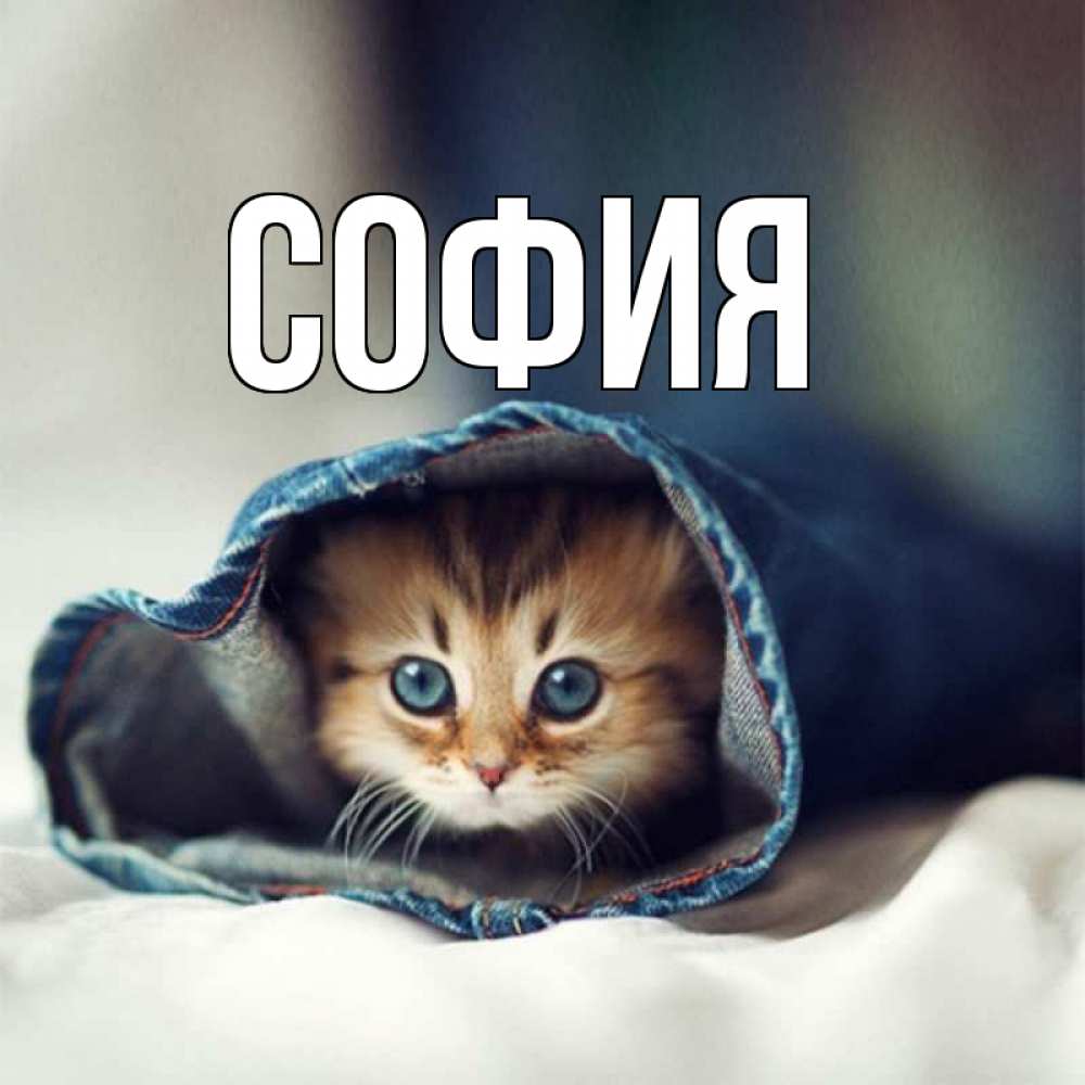 Открытка на каждый день с именем, София Главная рыжик котик Прикольная открытка с пожеланием онлайн скачать бесплатно 