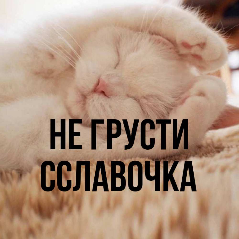
Картинка Котик Не Грусти
